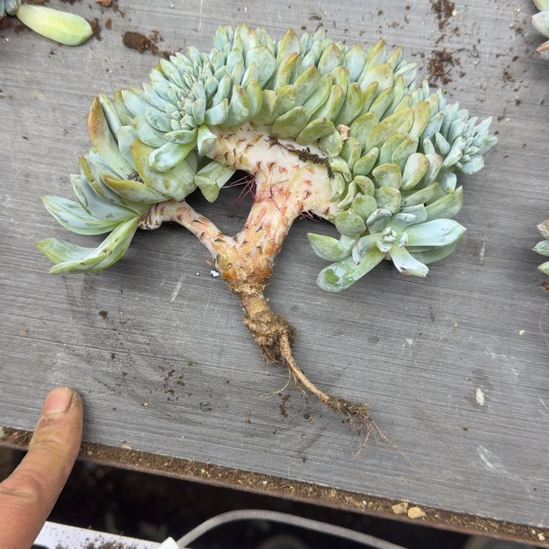 星影树缀无砍多肉