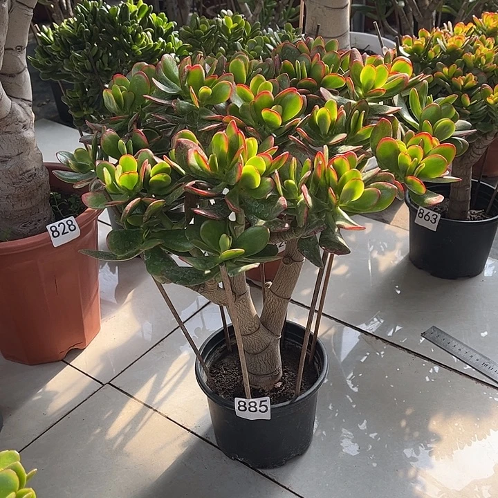 彩玉树花月独杆老桩