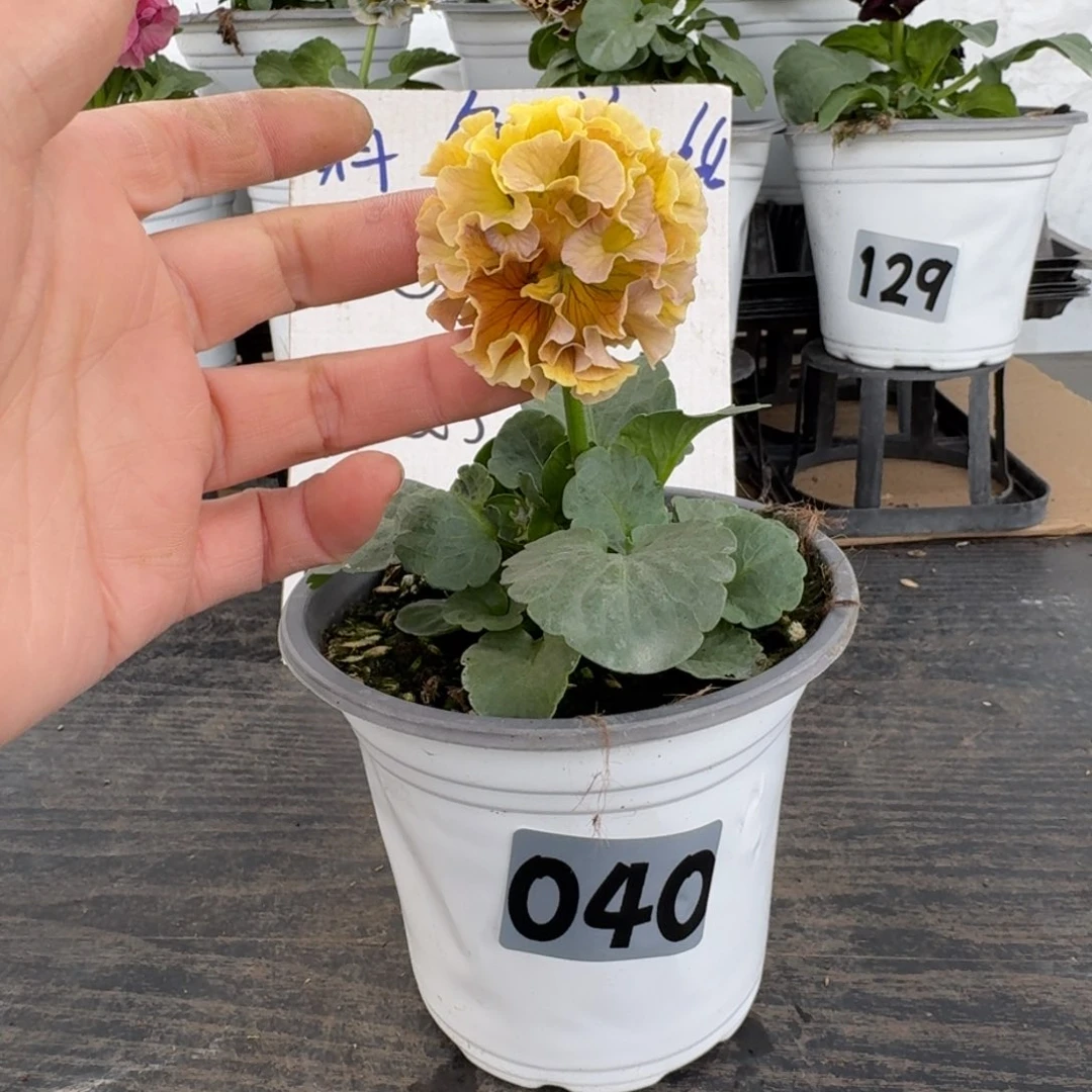 全部花朵040号礼服