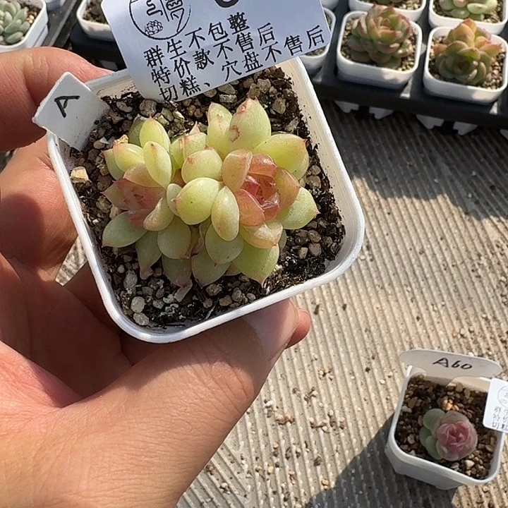 如图67编号5.5白方麦芽糖A一颗