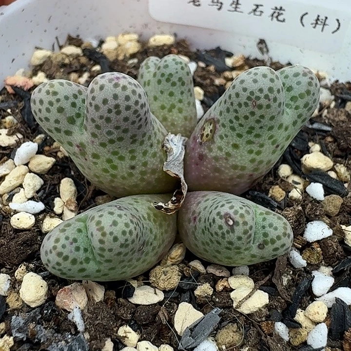 老马生石花95d斑马551