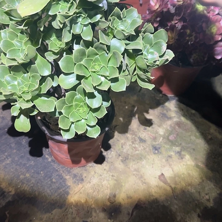 一物一拍不包损65