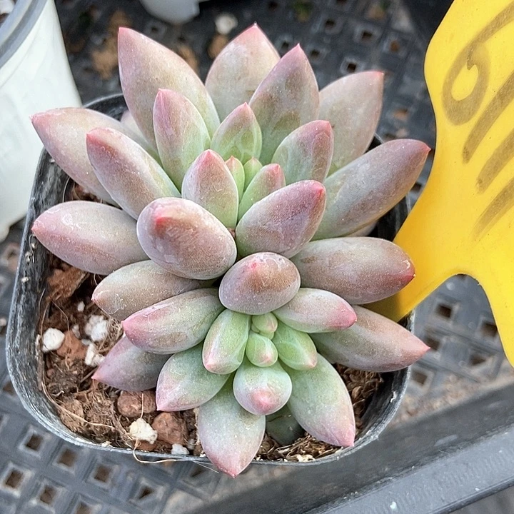 小***二多肉植物车厘子6111