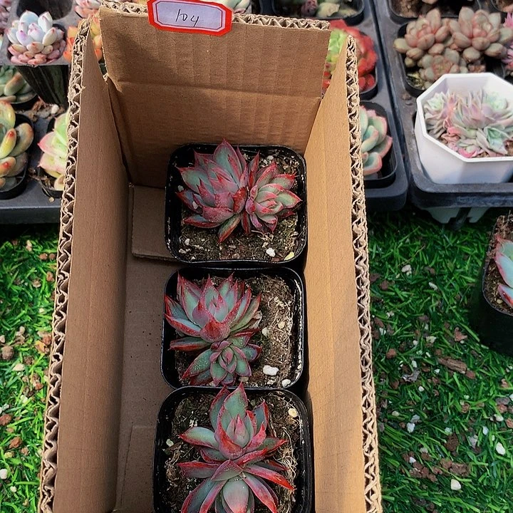 A104惊鸿仙子多肉