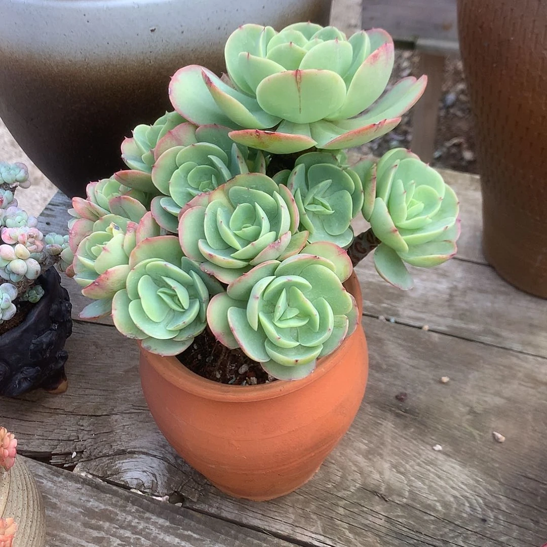 王*碧桃多肉植物脱土