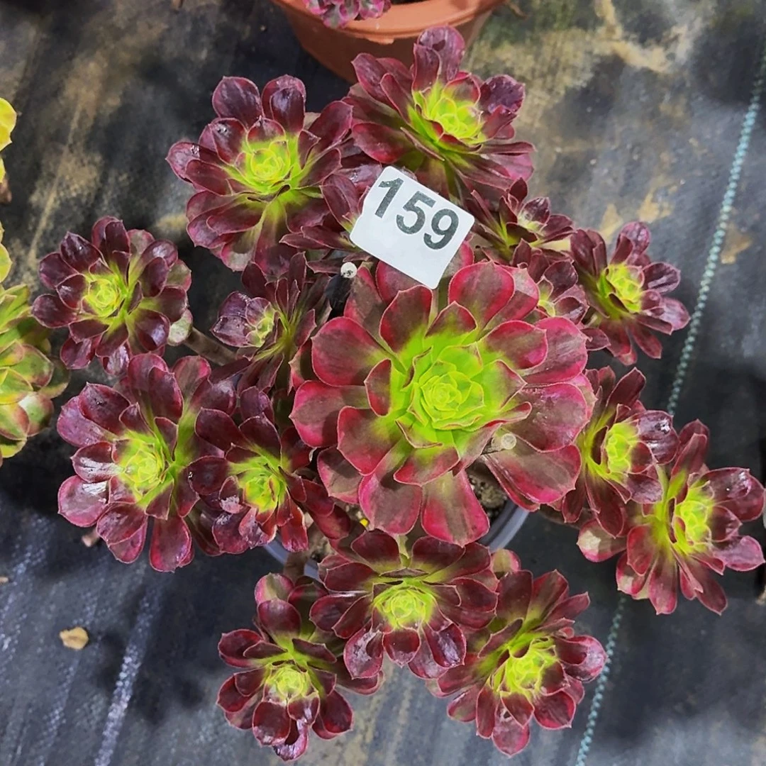 159安娜冠服30公分以上