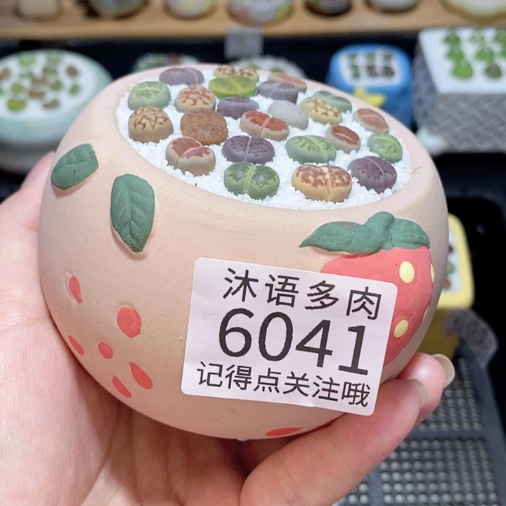 带盆土发货 精美盆栽6041