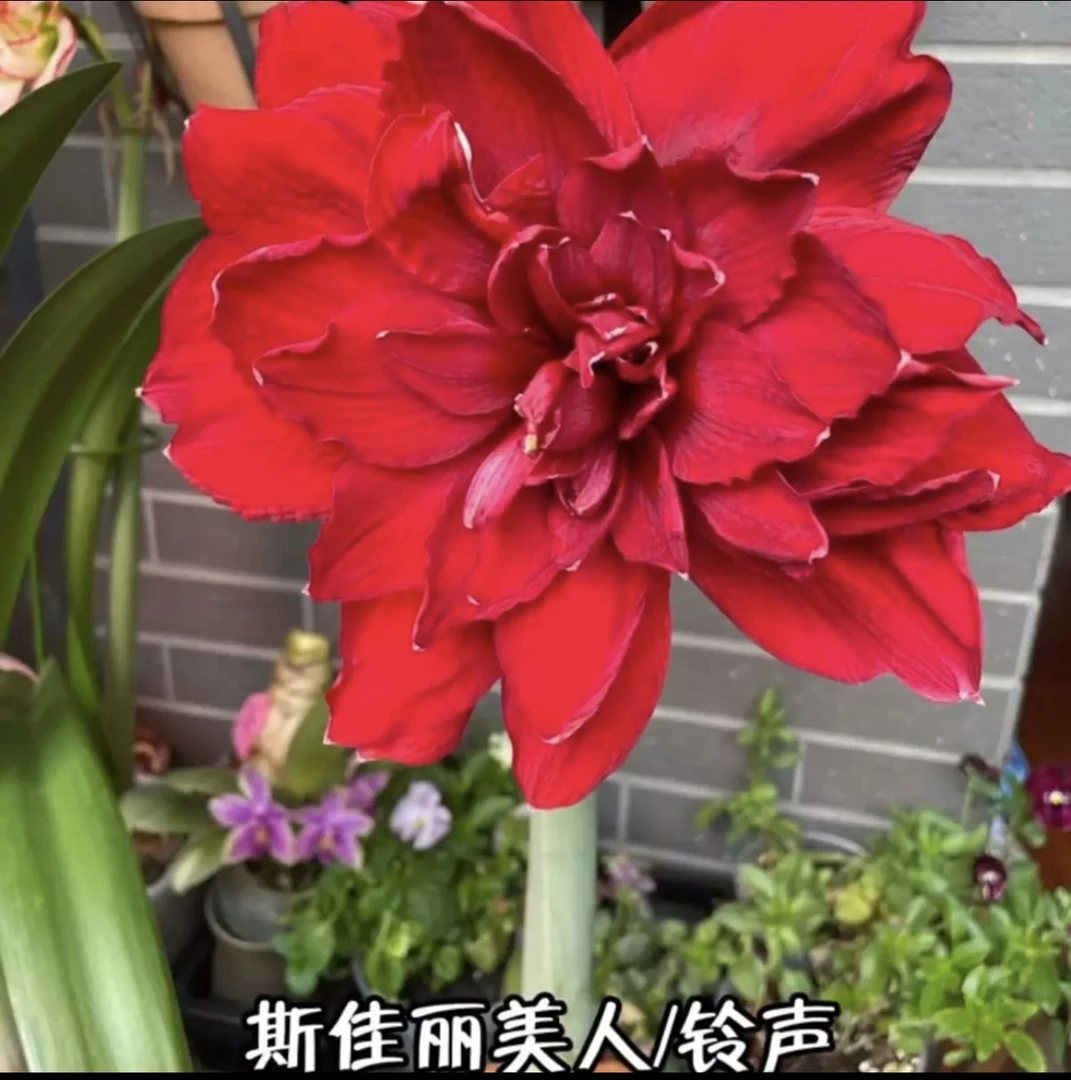 斯嘉丽铃声）现货 朱顶红种球重瓣大花基地自然球
