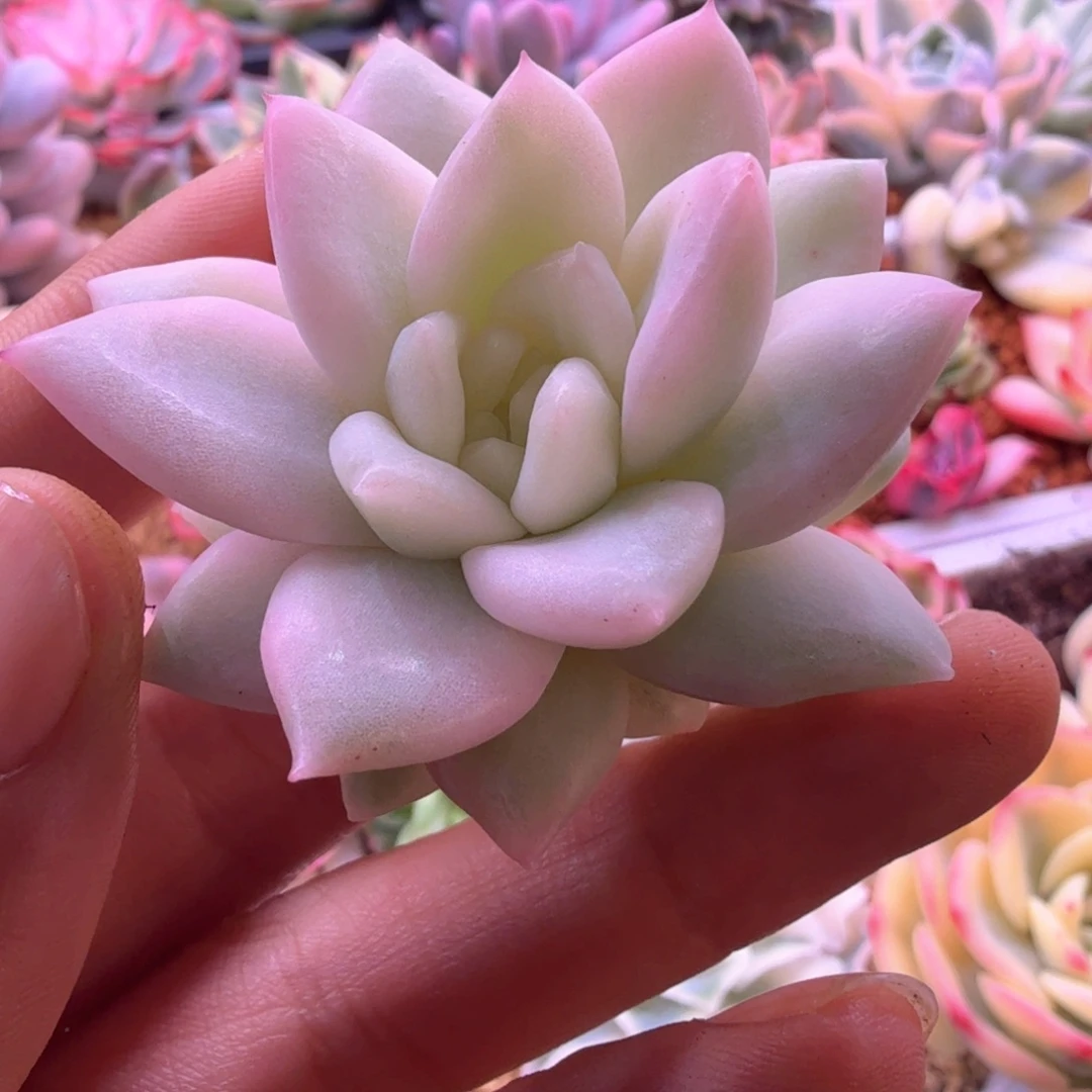 冰月亮锦 多肉植物