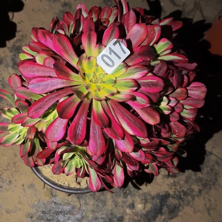 017舞天姬多肉植物处理不售后