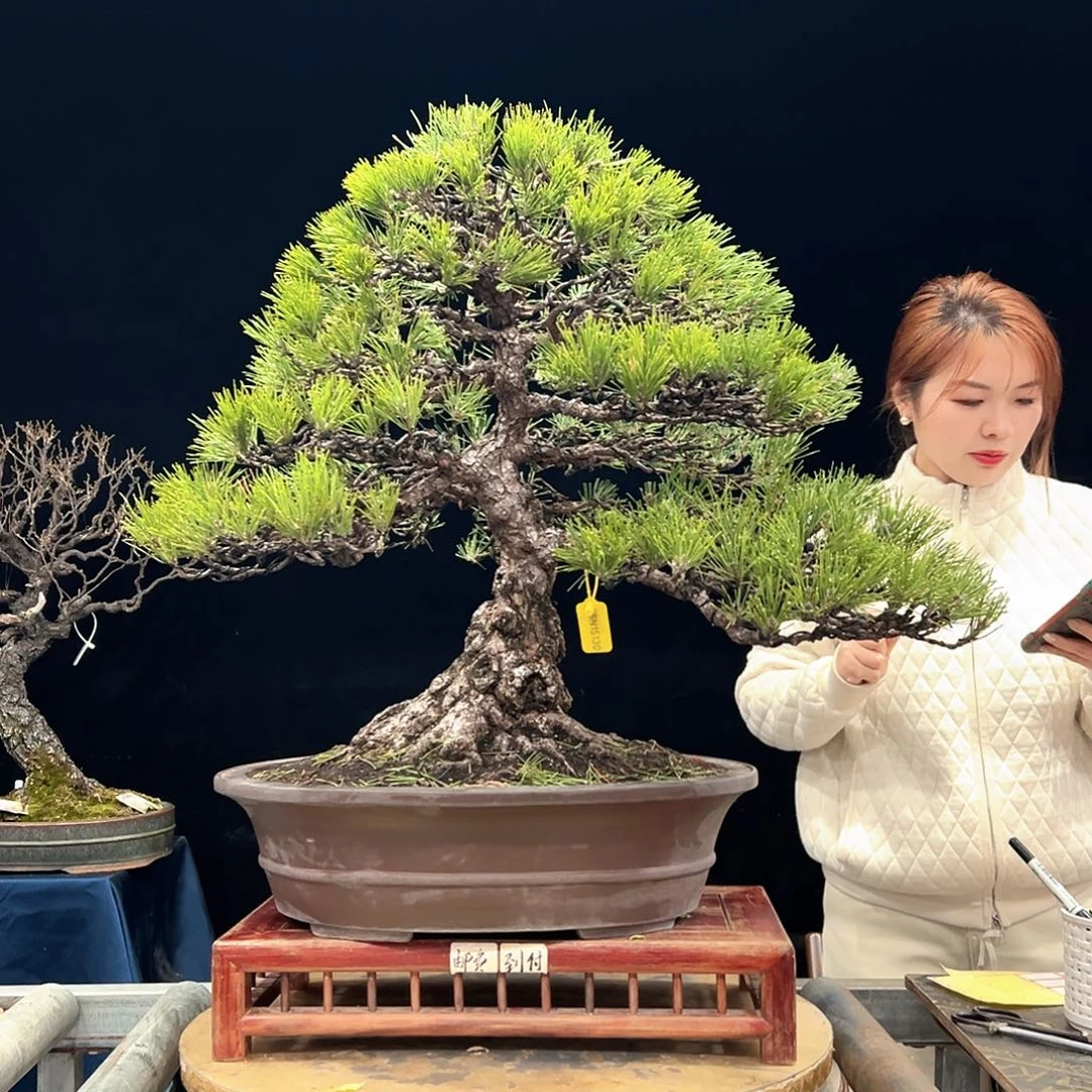 流***宇无花朵杜鹃花的诗作