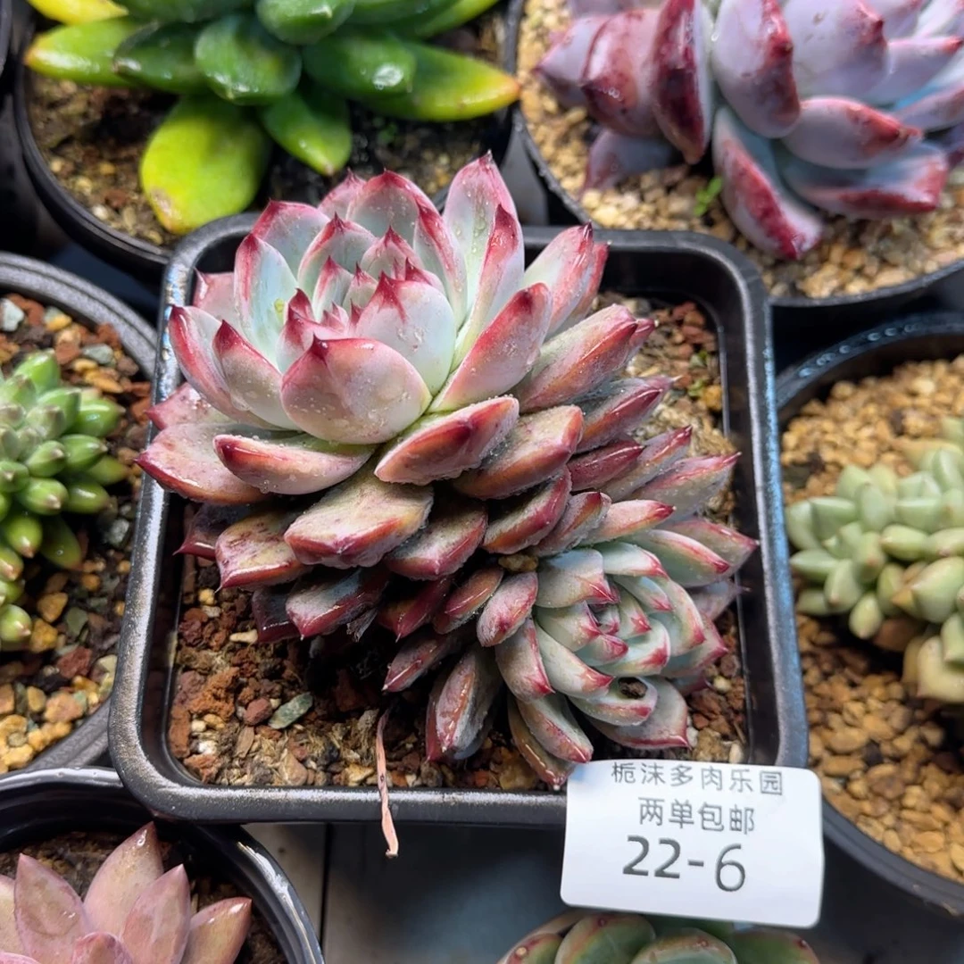 大***恼22-6不知名多肉植物