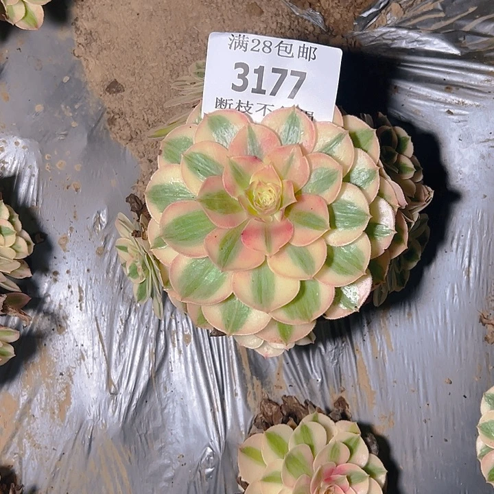 3177倾城多肉植物保护