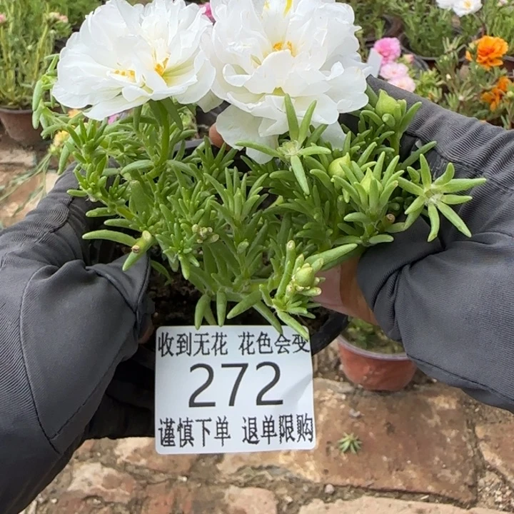 无花朵272超小苗盆口10cm