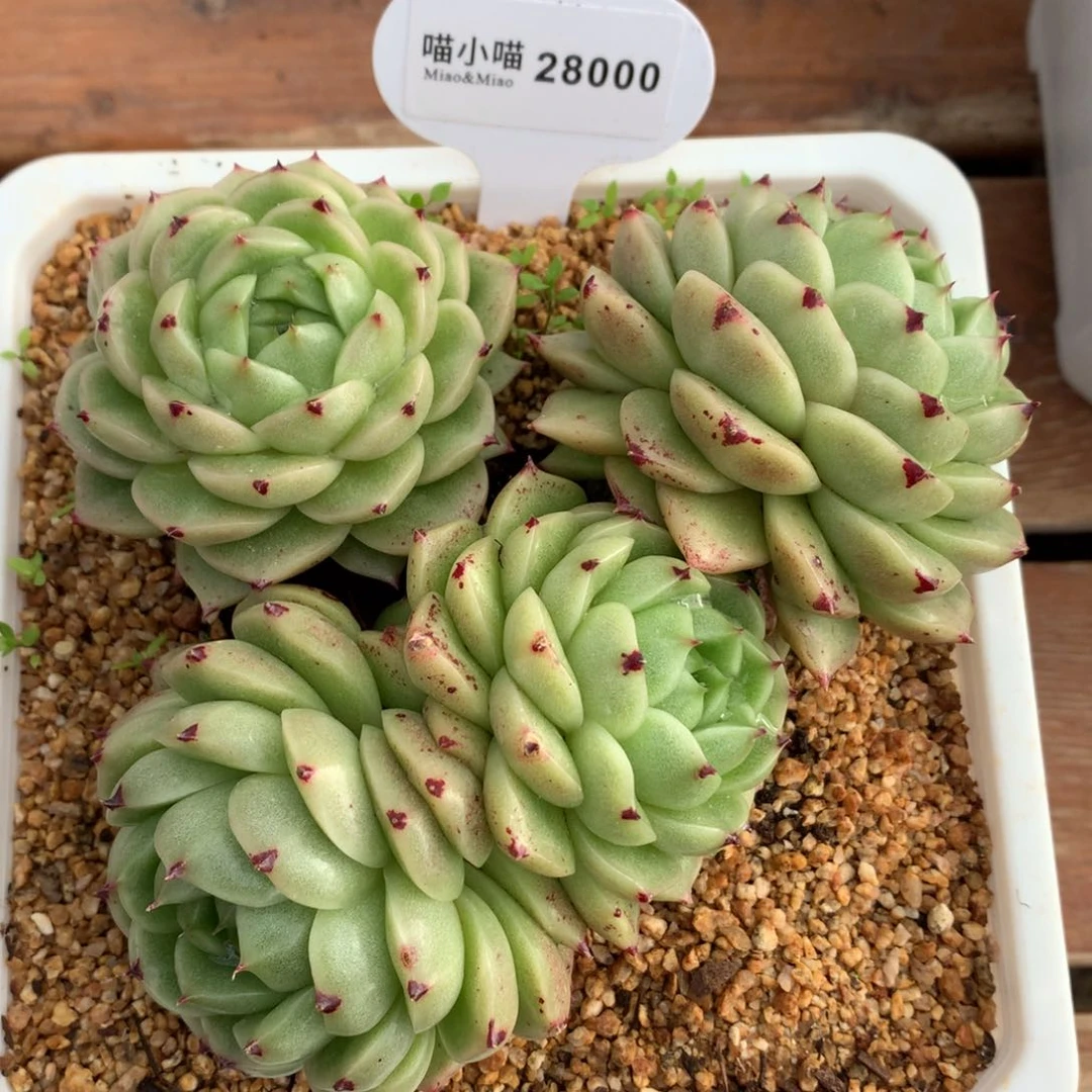 白*子多肉植物麦秆珍妮