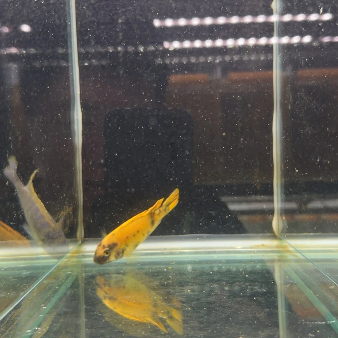 慈鲷吾***侠327号那坎花母