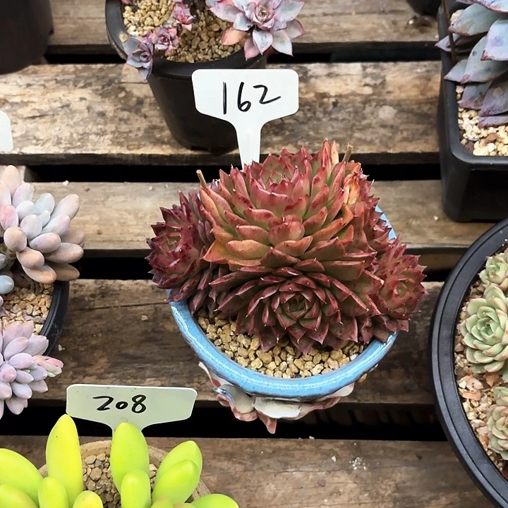 多肉植物，小海螺162号