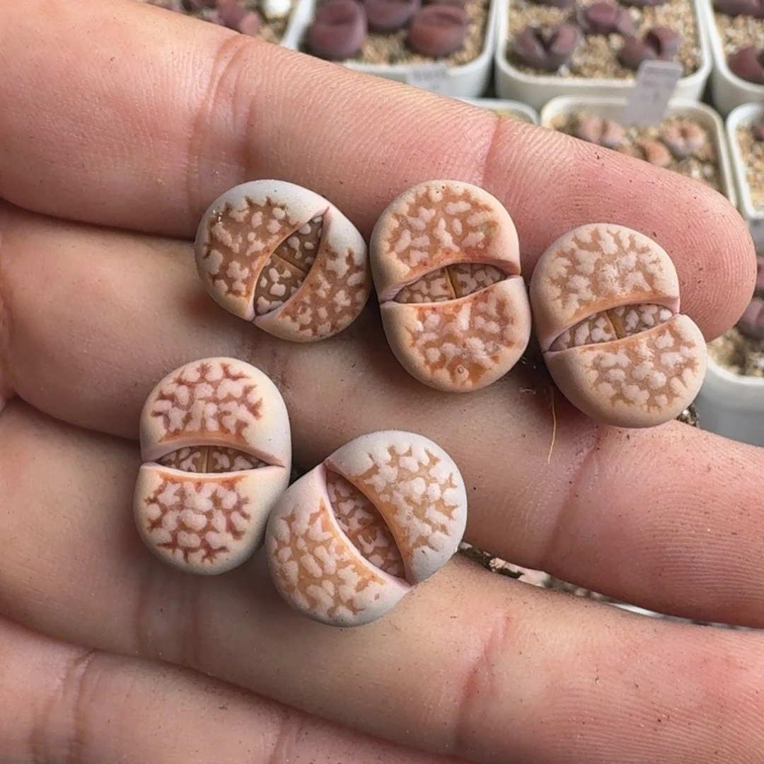 小**儿G054粉爪寿丽二代三年