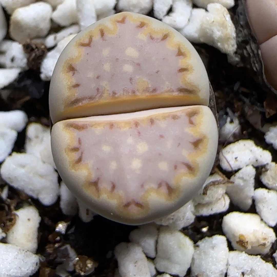 11.30.1621.015饼干.9097尺寸1.4cm