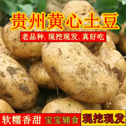 贵州黄皮黄心洋芋土豆马铃薯黄肉土豆时令蔬菜小土豆闷土豆