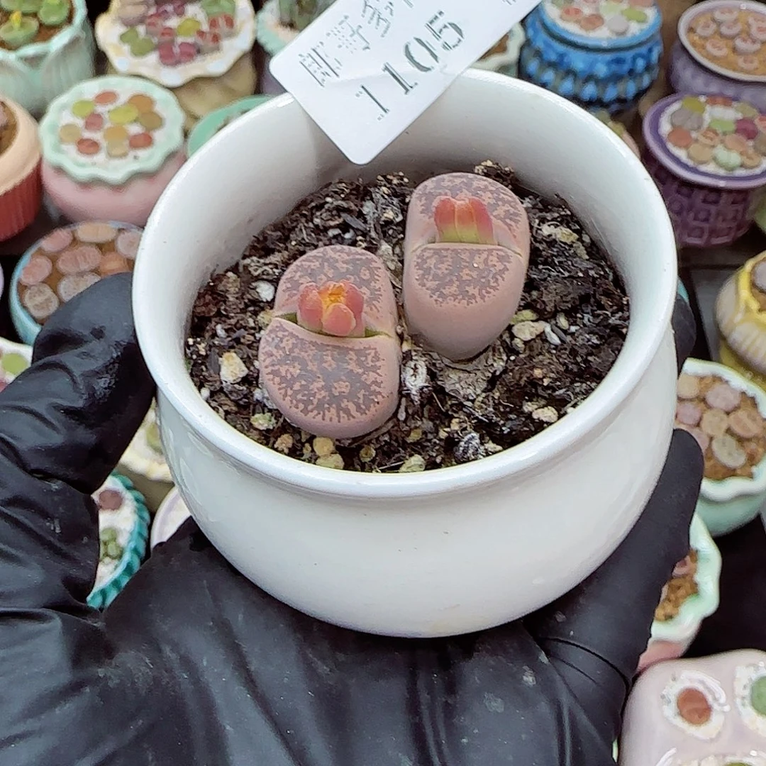 生石花满18包邮1105-25