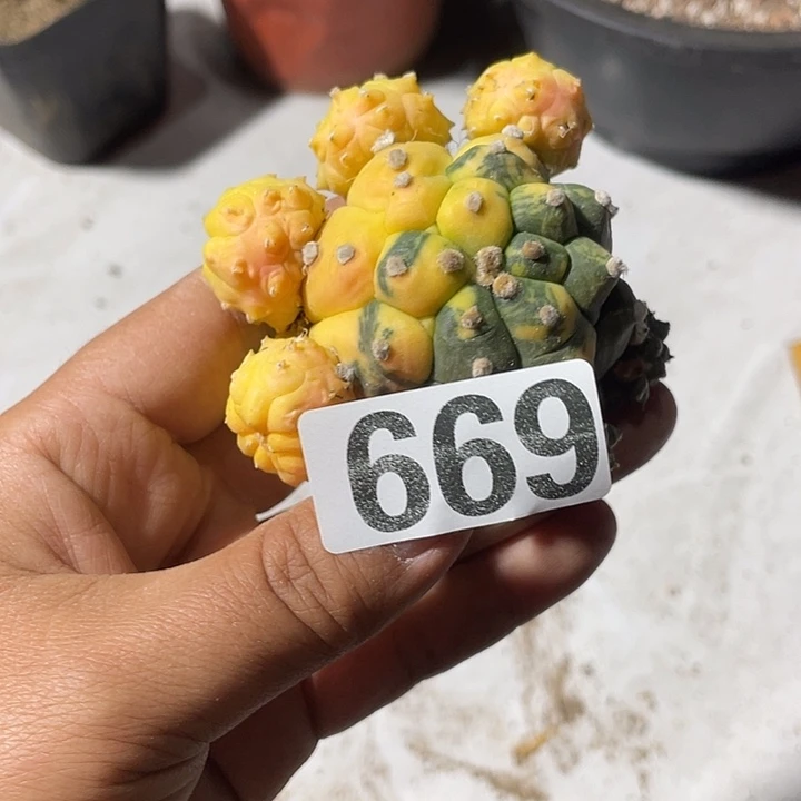 669号盔甲周瑾一颗