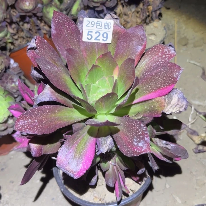 魅影七彩……不包断枝……