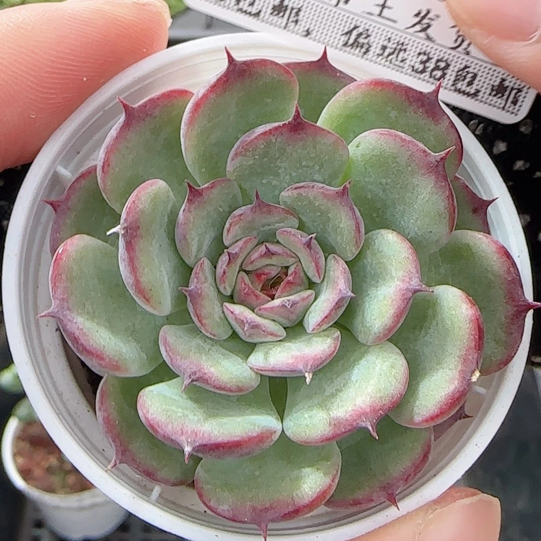 多肉1011--129马赛