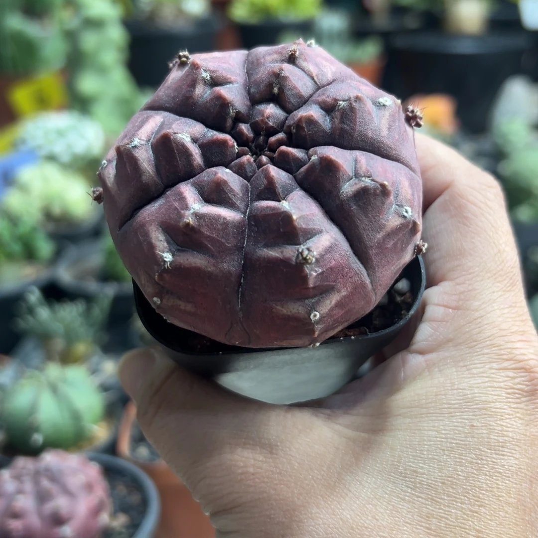 棉***)梦想带盆1111111111