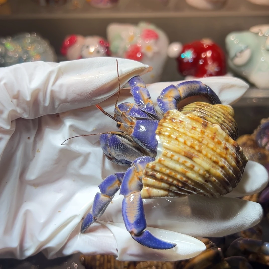 润蓝橘紫陆口径2.8口