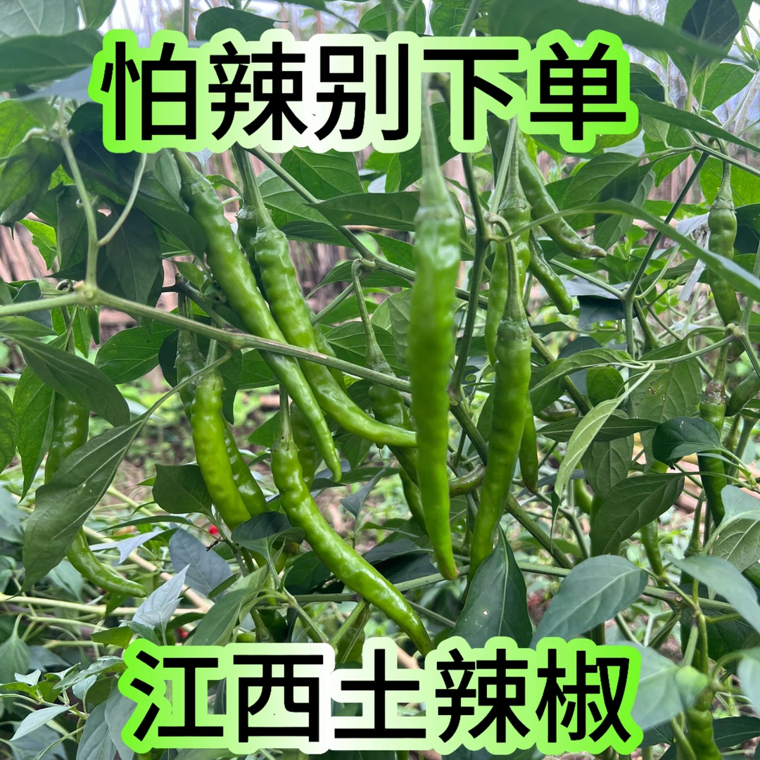 江西赣南本地新鲜土辣椒农家自种薄皮辣椒特辣