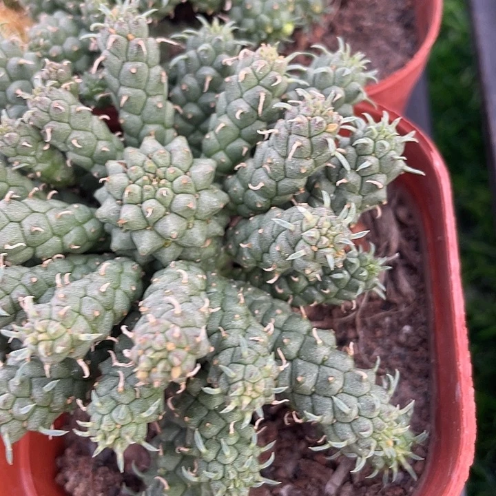 九头龙群满25包邮