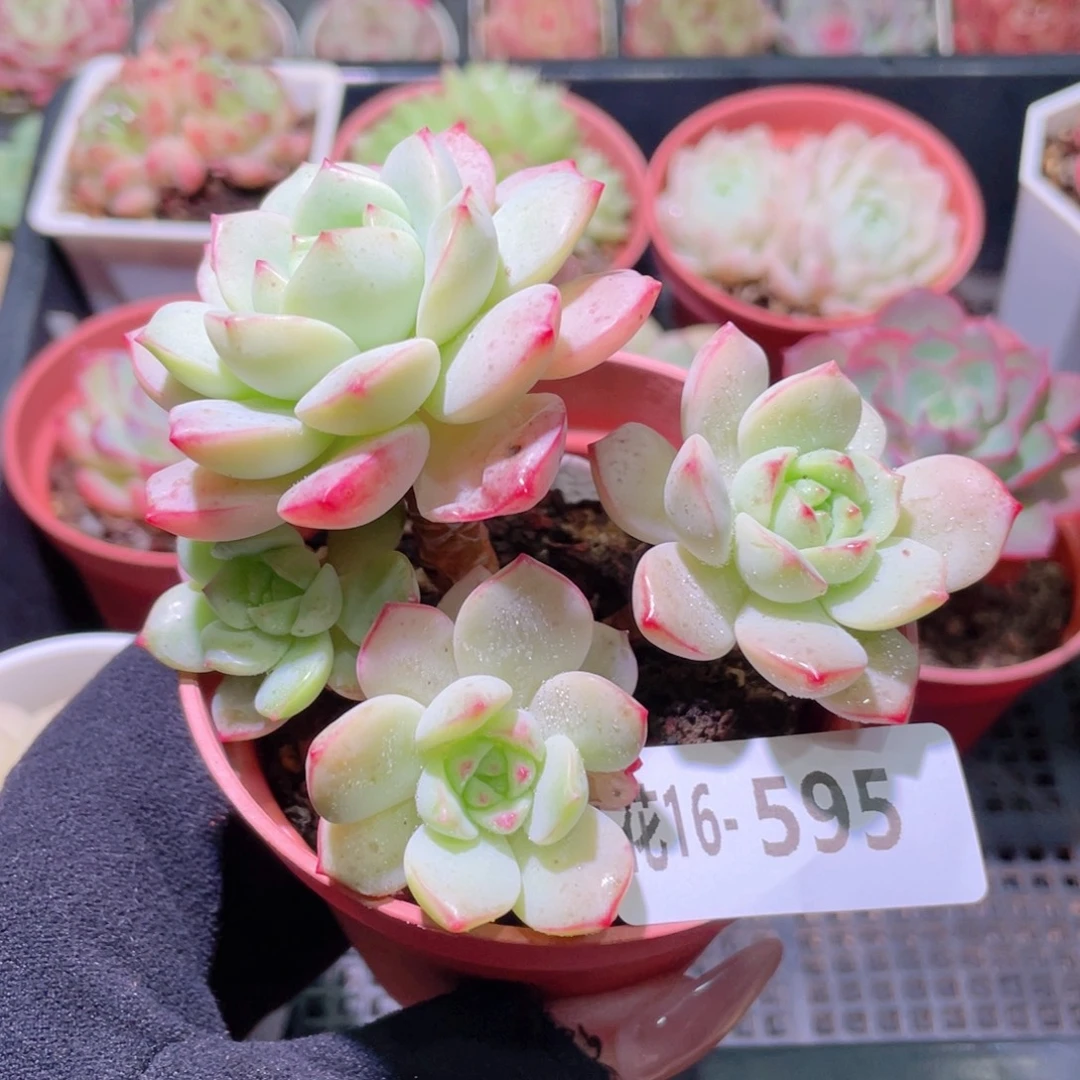 花利美16-595香草