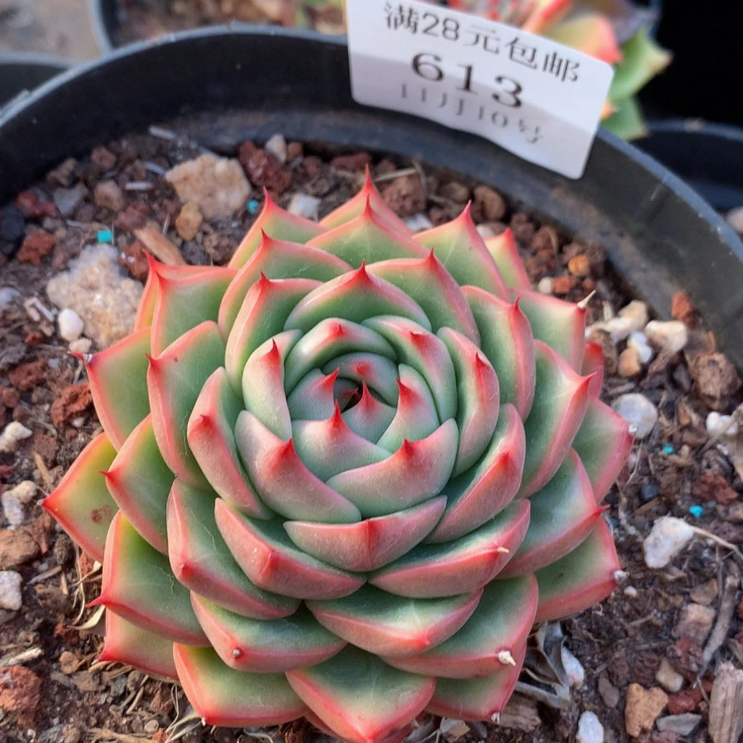 【闪购商品】云613号