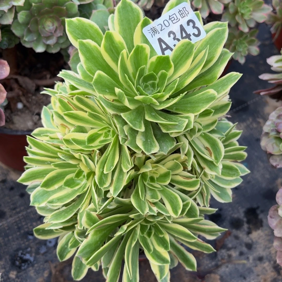 343多肉植物捧花的时候