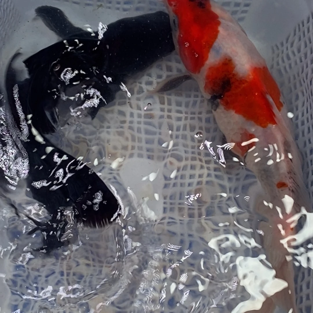 锦鲤锦鲤（无开箱视频不售后）