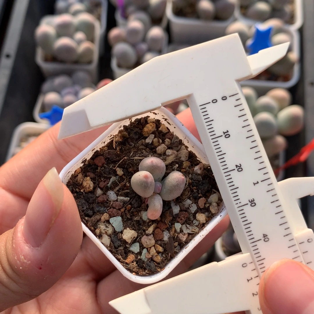 米可奶酪多肉植物