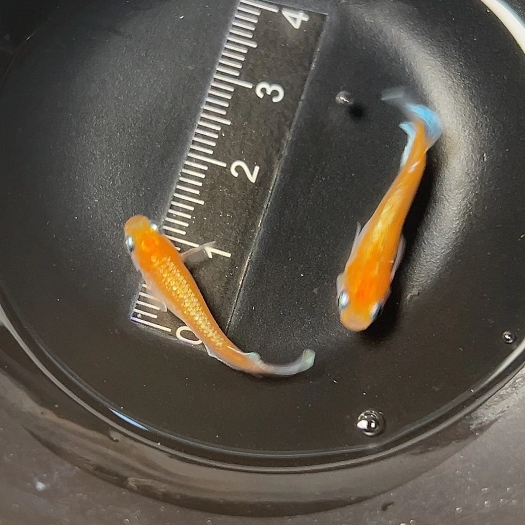 海水林血赤壁一对93