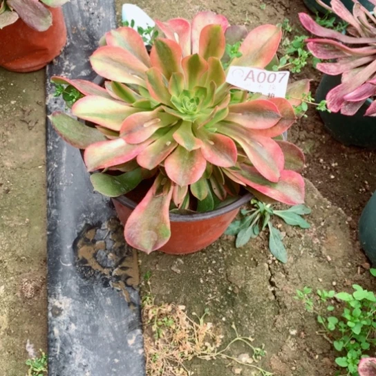 ✿****?多肉植物红秀007