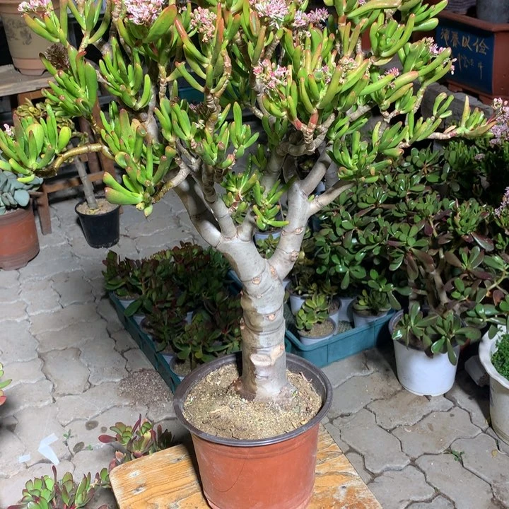 兆B7纤纤玉指脱土发货