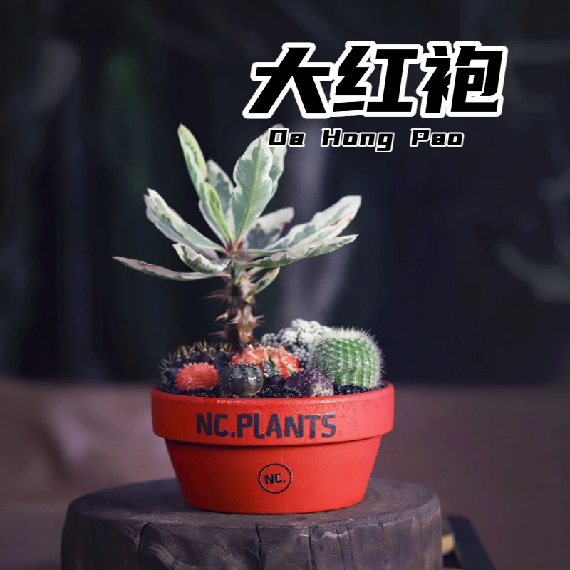 【NC.PLANTS 大红袍】8种沙生植物 | 新品浮力 | 带盆成品