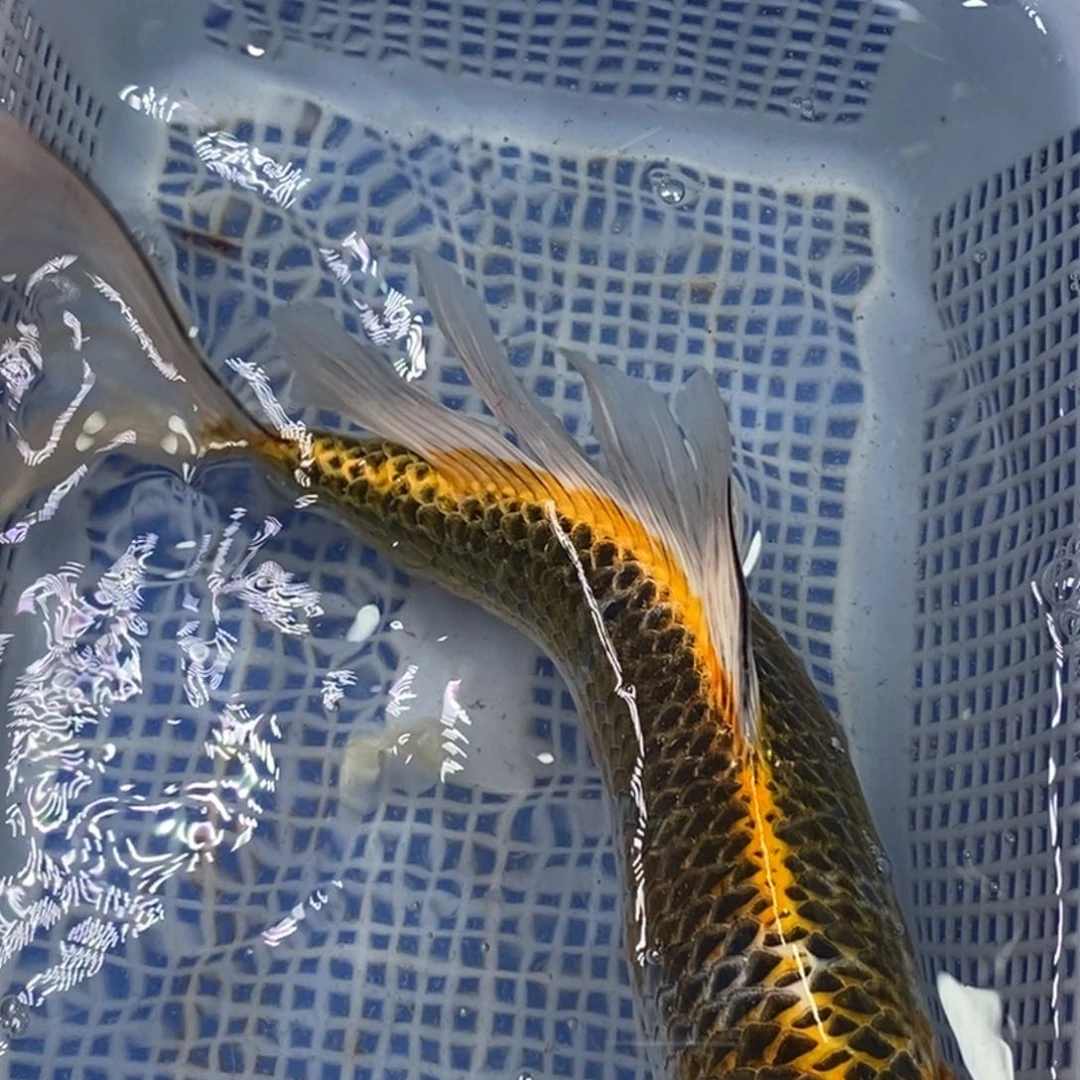锦鲤冷水锦鲤包邮
