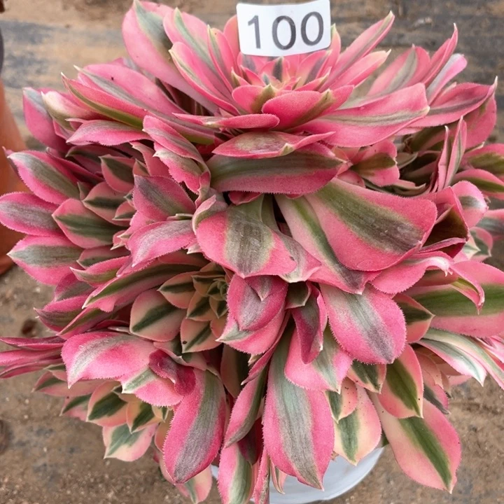 100多肉植物粉女巫