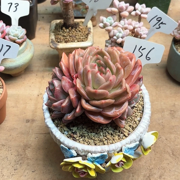 多肉植物，香槟156号