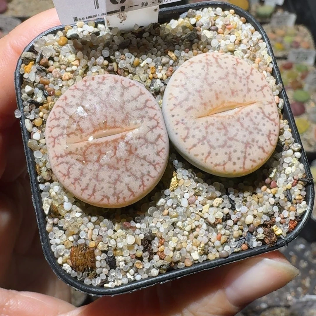 高品质生石花清清1096