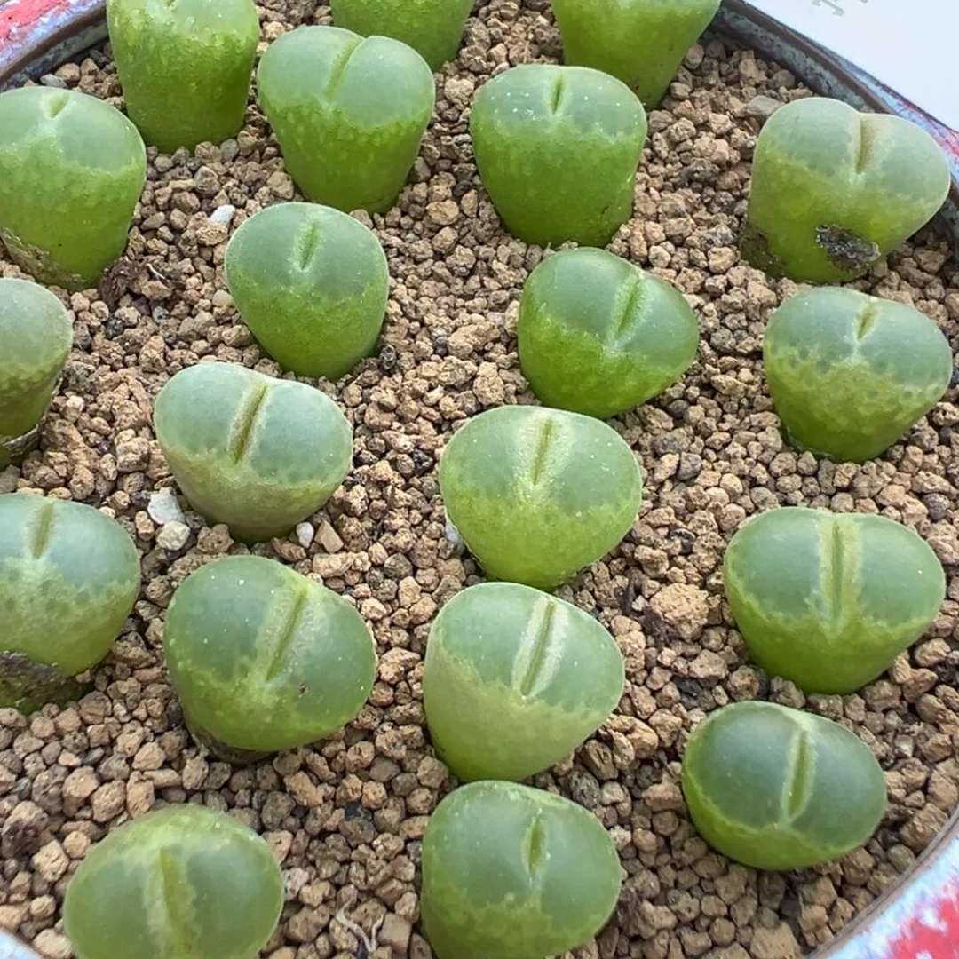17-157量拍longum风铃5颗