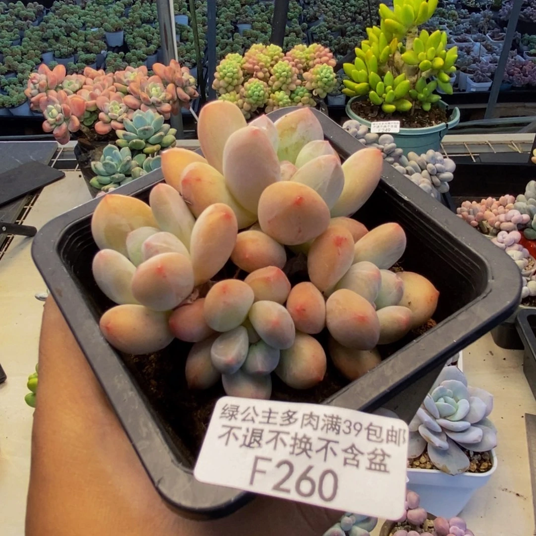 260丸叶香水多肉7c m