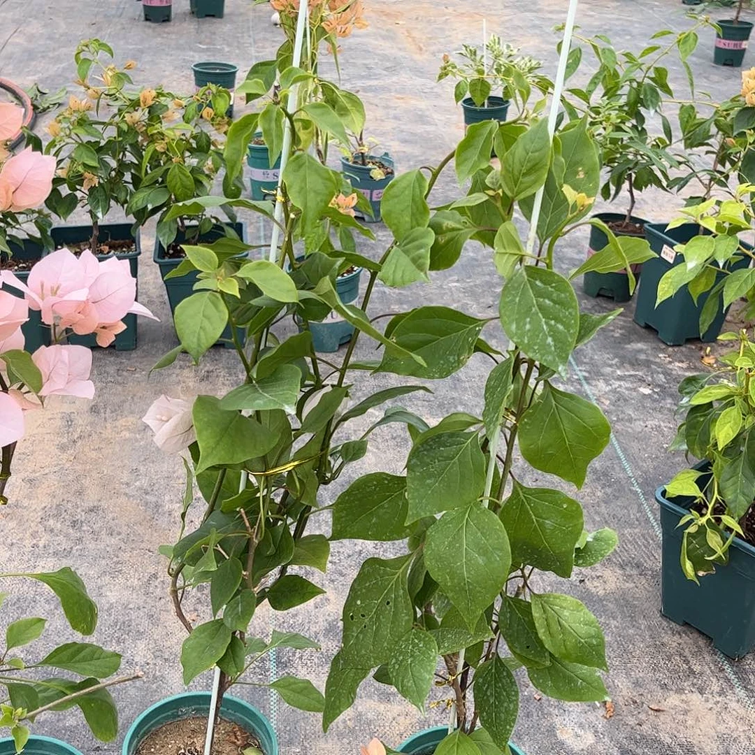 当前无花栽培后可以开花【高阿达的喜悦一颗】随机发货福利款不售后