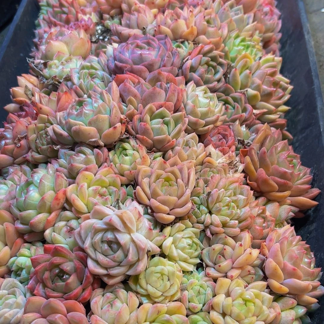 1***爷347多肉葡萄的味道真的