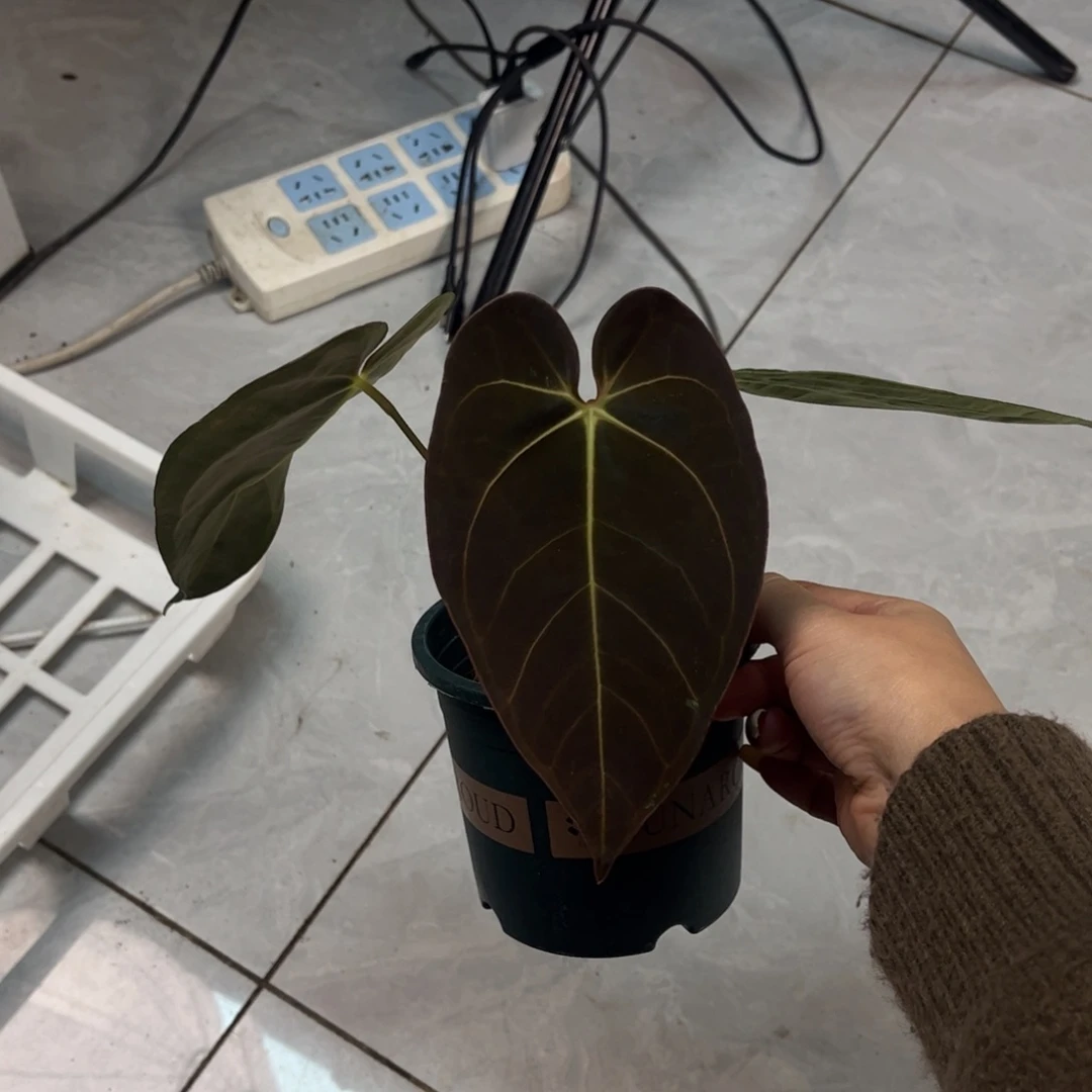 不开花植物加通湖杂帝王（a15 活动无售后
